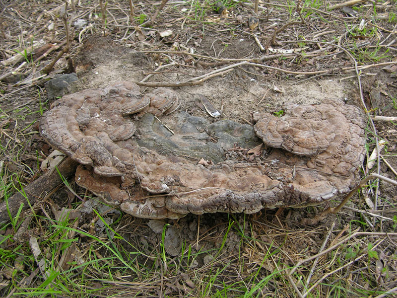 Ganoderma adspersum? (Ganoderma adspersum)